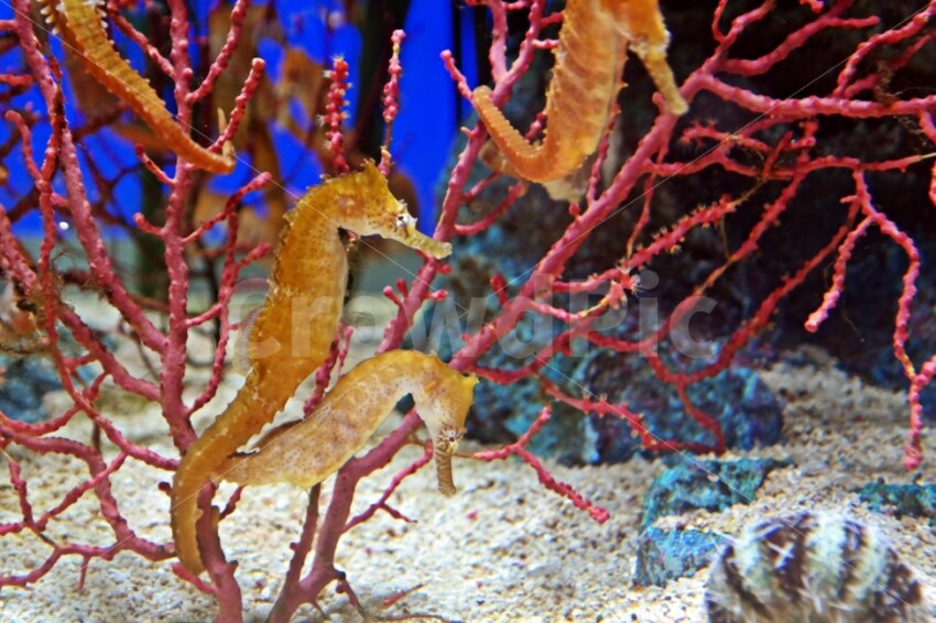 포켓몬에서 직관성 개나 줘버린 타입_3.png