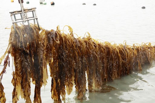 포켓몬에서 직관성 개나 줘버린 타입_6.png