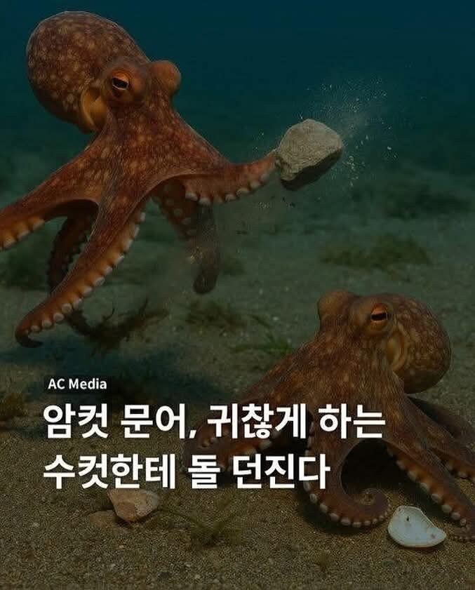 귀찮게 구는 수컷 문어가 있으면.jpg_1.jpg