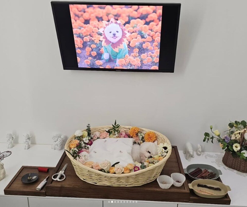 개무룩 강아지 달리 근황_1.jpg