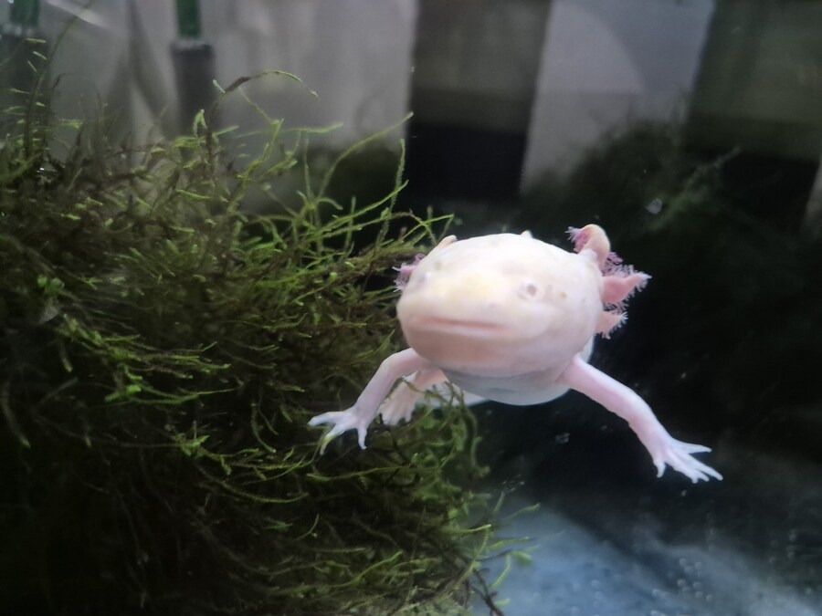 수조)럼프 근황_1.jpg