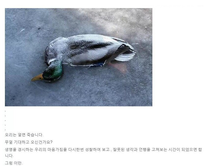 오리가 얼면??_1.png