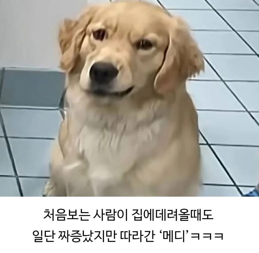 미용실 다녀온 골댕이가 표독해진 이유_8.jpg