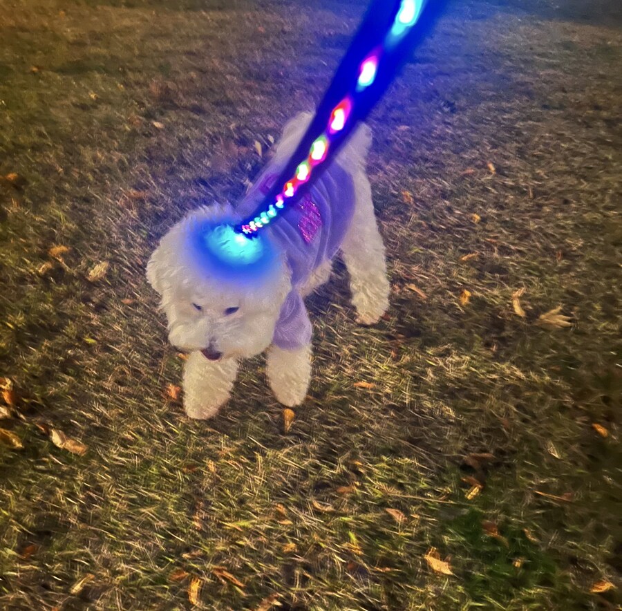 강아지 세뇌중임_1.jpg