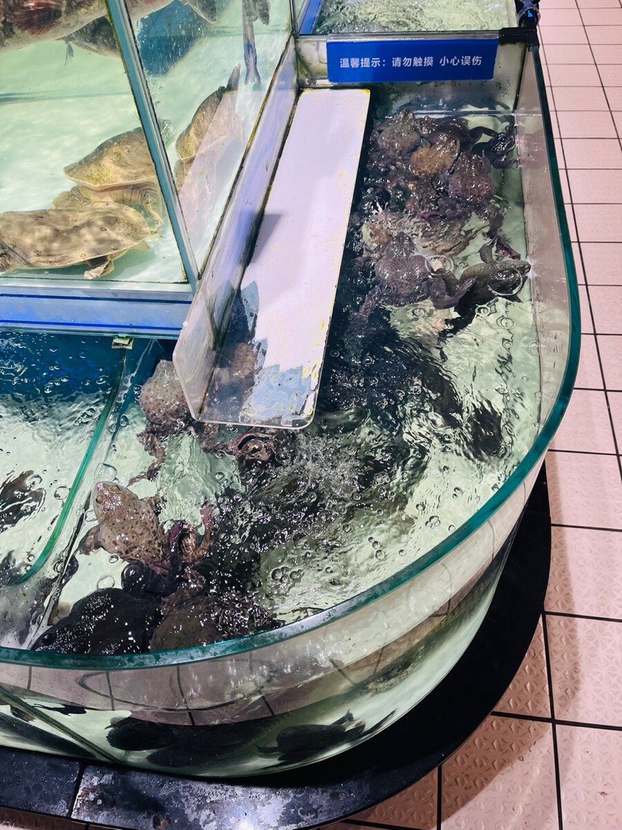 중국 연태에서 도로롱과 함께 연태고량주에 꿔바로우_2.jpg