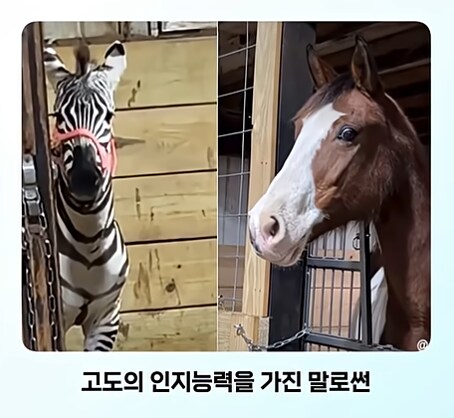 말이 얼룩말을 만나면 보이는 반응_7.png