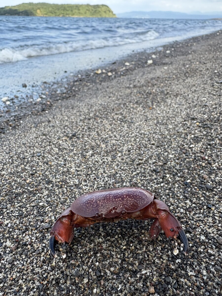 바다에서 만난 귀여운 조개인줄 알았는데_2.jpg