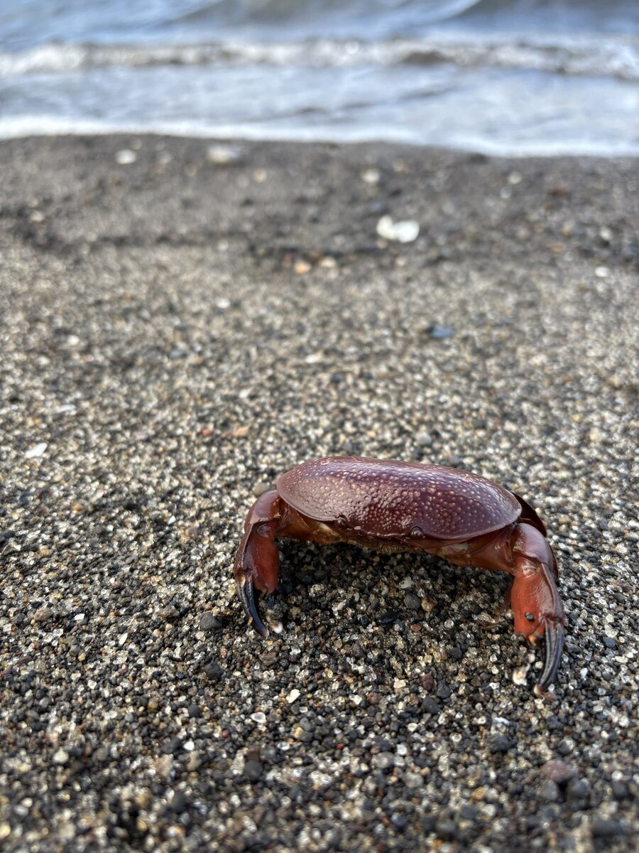 바다에서 만난 귀여운 조개인줄 알았는데_4.jpg