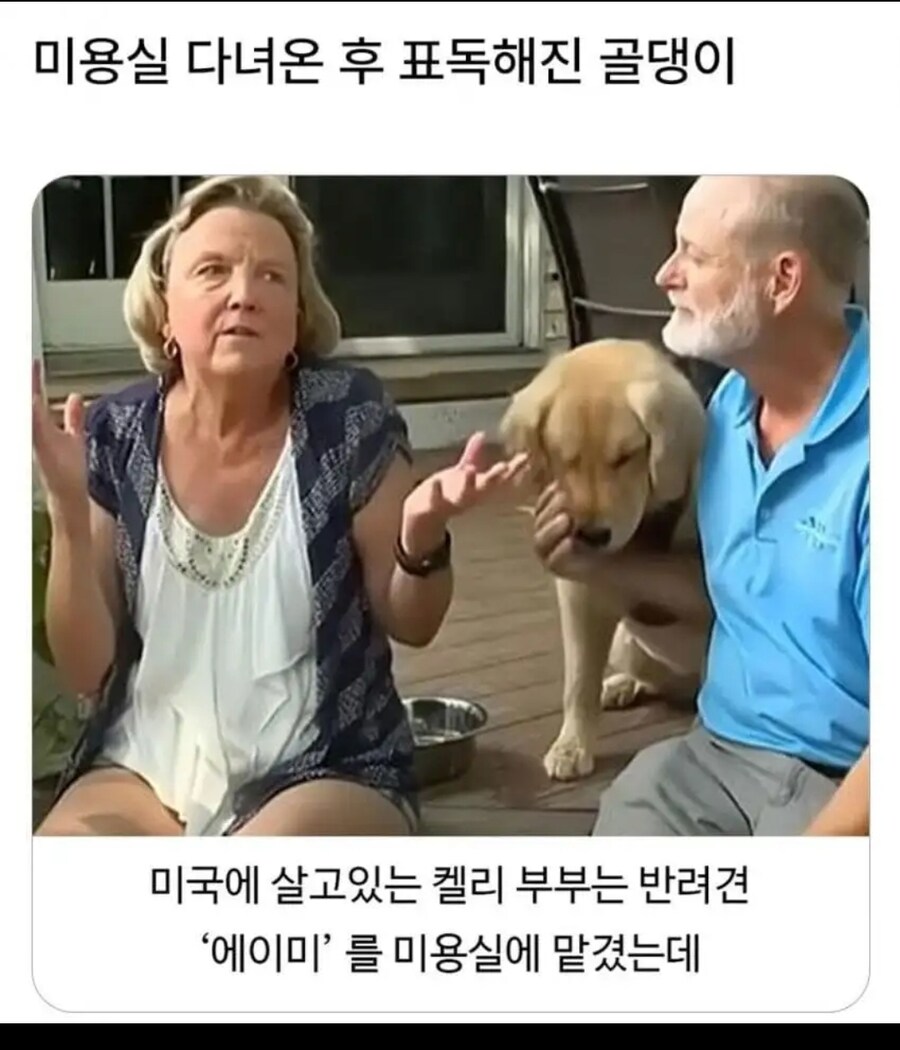 미용실다녀오니 성격 나빠진 골든리트리버ㅋㅋ_1.jpg