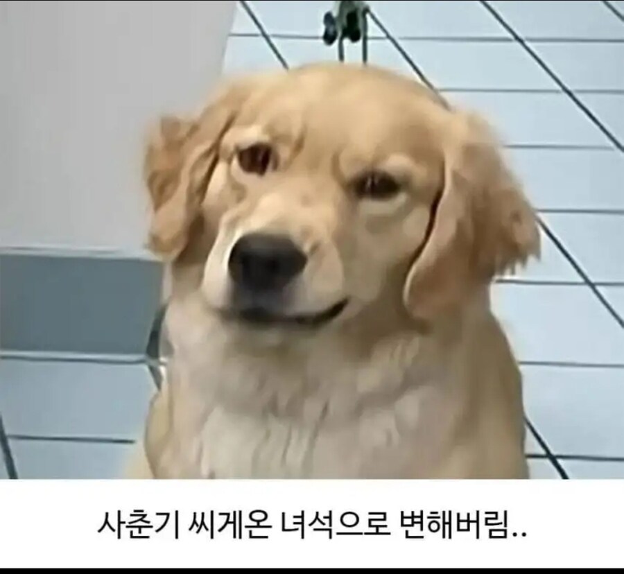 미용실다녀오니 성격 나빠진 골든리트리버ㅋㅋ_3.jpg