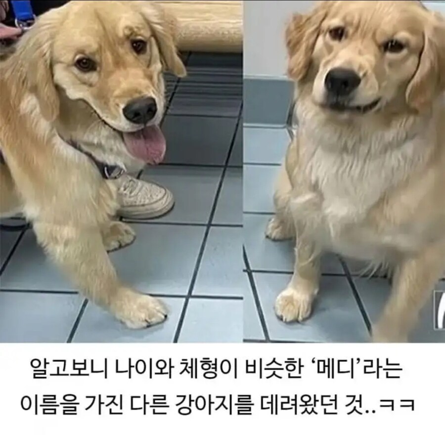 미용실다녀오니 성격 나빠진 골든리트리버ㅋㅋ_7.jpg