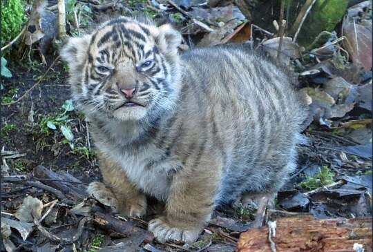 산에 갔는데 이런 고양이가 나에게 앵겨붙으면_1.jpg