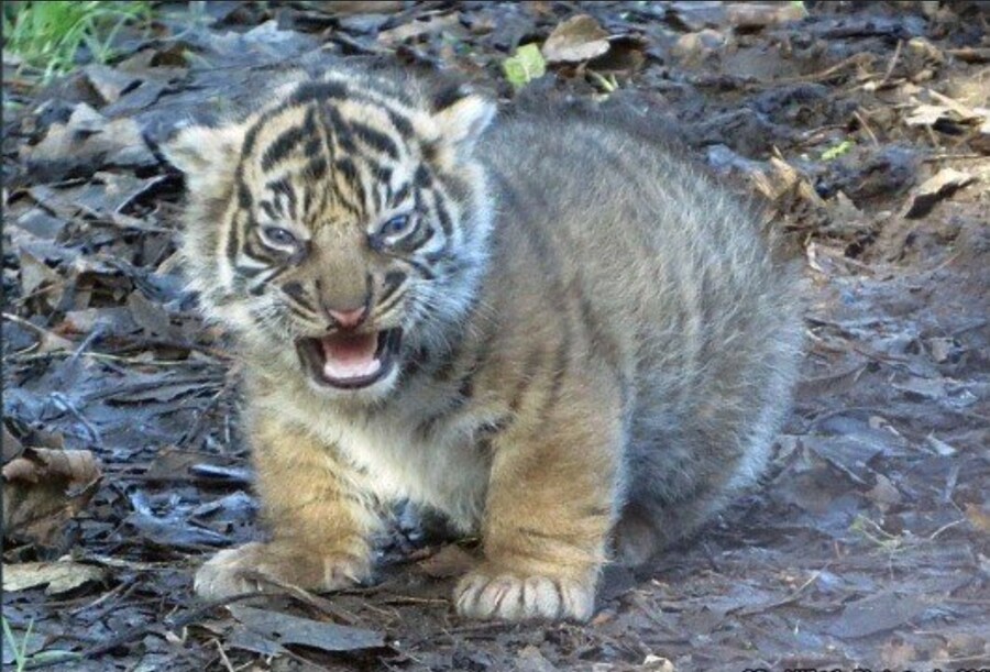 산에 갔는데 이런 고양이가 나에게 앵겨붙으면_2.jpg