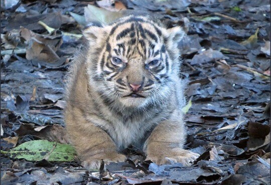 산에 갔는데 이런 고양이가 나에게 앵겨붙으면_3.jpg