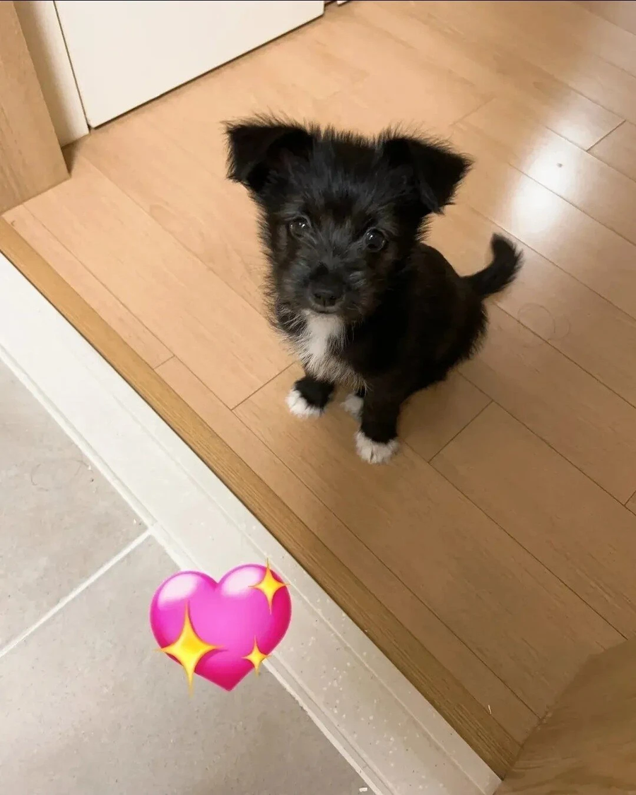 털이 이상하게 자라는 강아지._1.webp