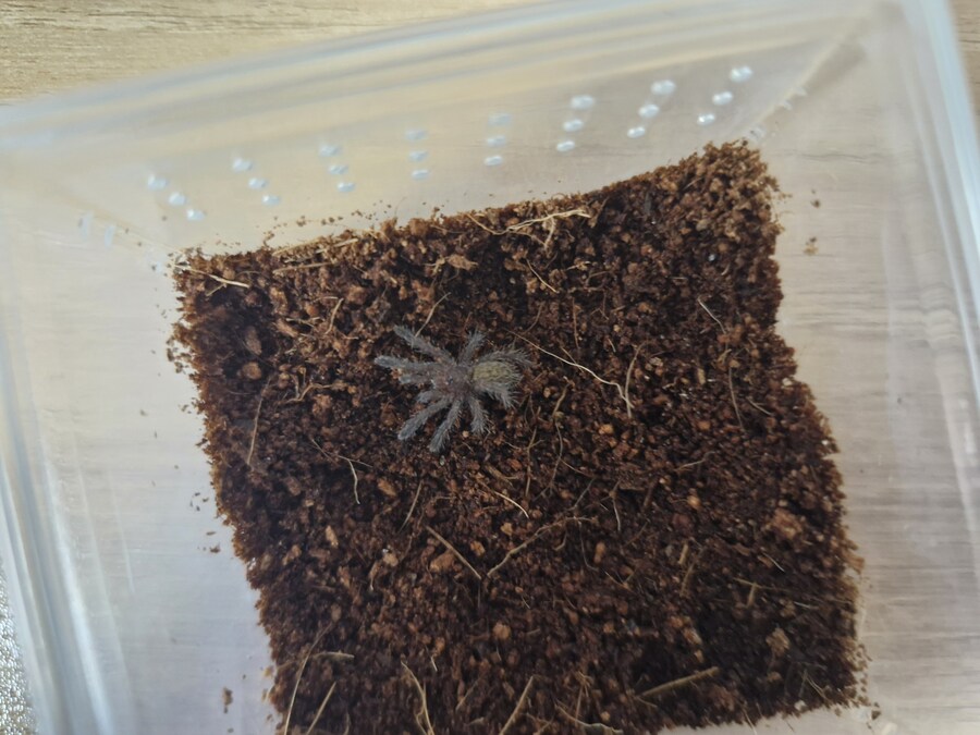 혐)거미의 독에 대한 오해_7.jpg