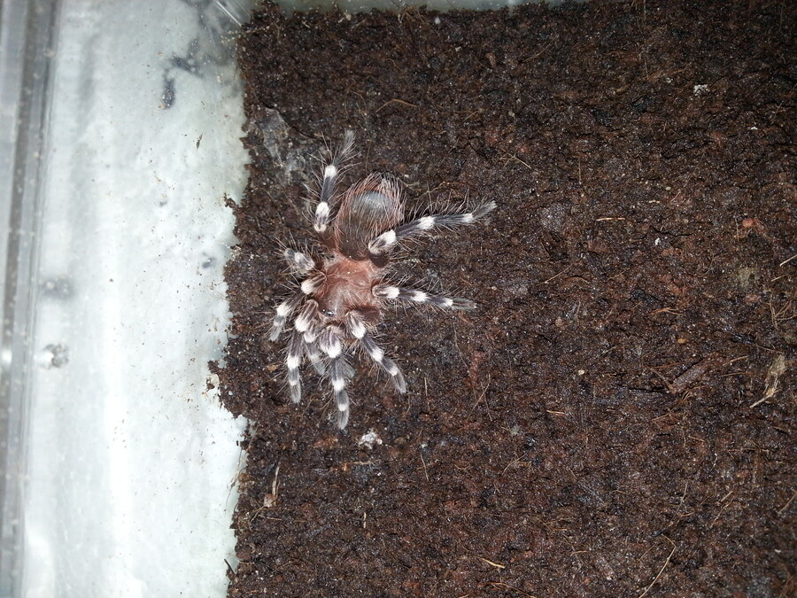 혐)거미의 독에 대한 오해_11.jpg