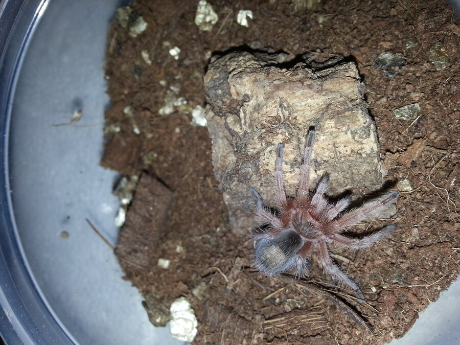 혐)거미의 독에 대한 오해_12.jpg