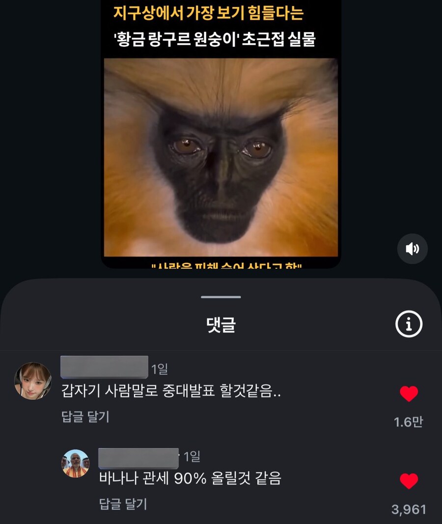 지구상에서 가장 보기 힘들다는 원숭이 초근접 실물.jpg_1.jpg