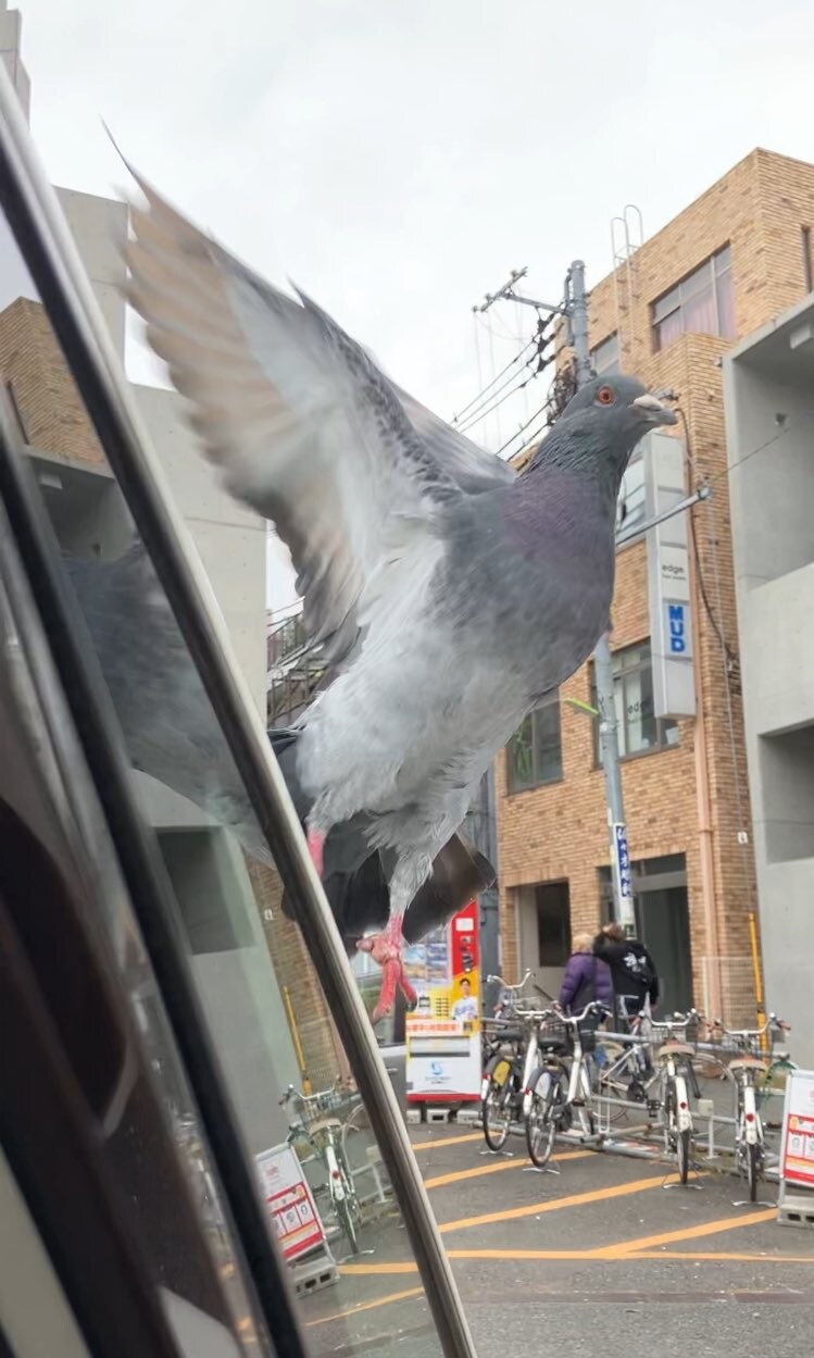 일본에 나타난 대형 비둘기_1.jpg