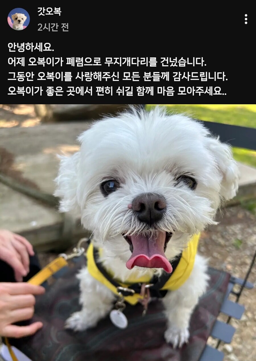 누나와 간식 경쟁하던 강아지 근황_1.jpg