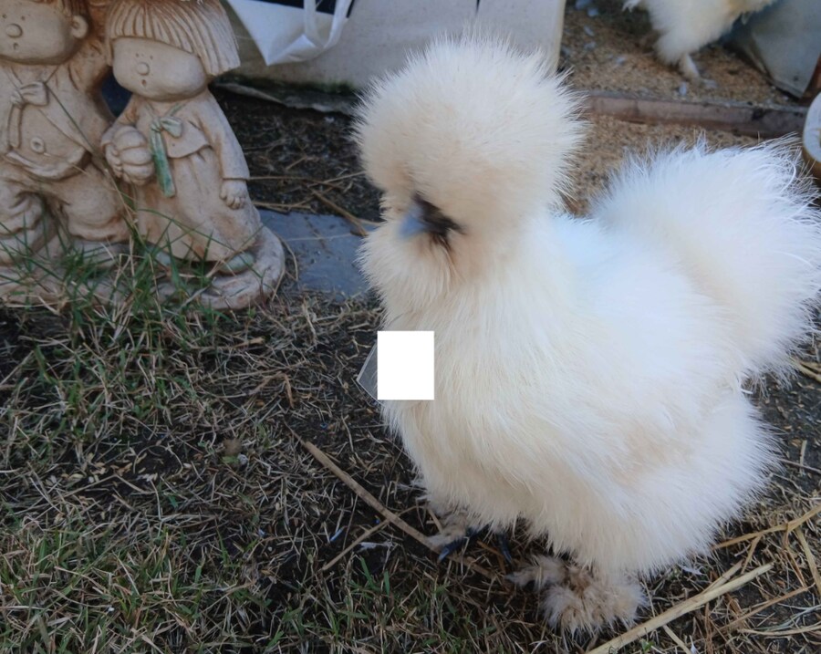 리노아 몰래 이름표붙은 닭들 올려야지_6.png