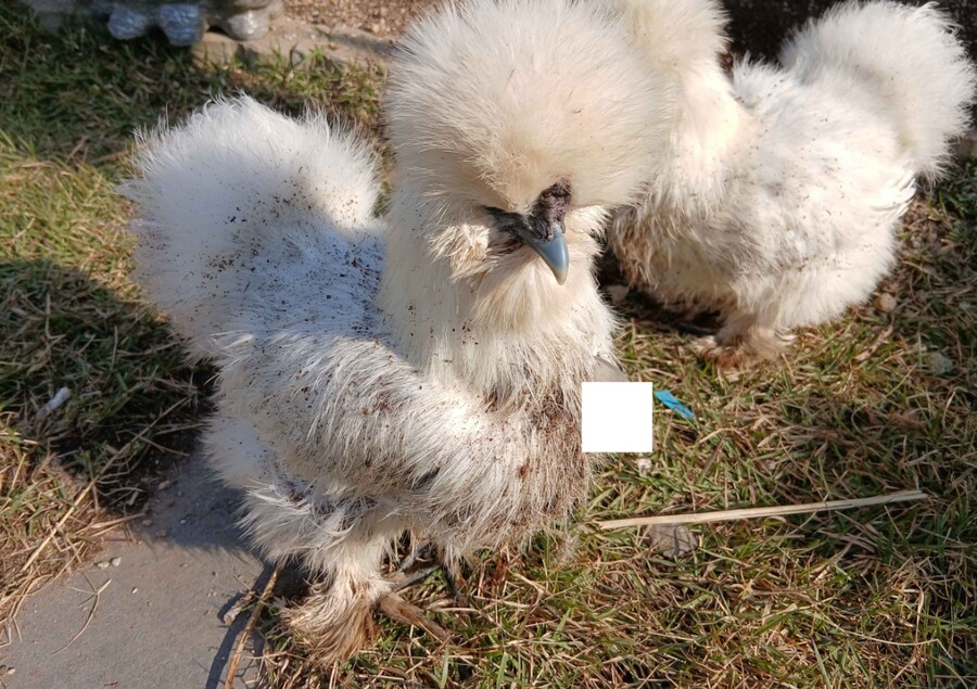 리노아 몰래 이름표붙은 닭들 올려야지_7.png