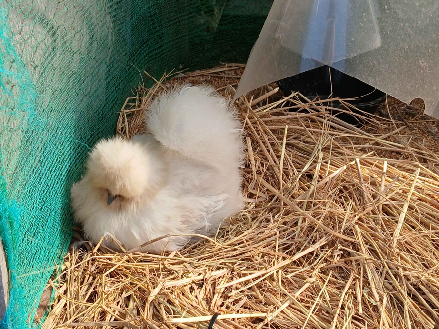 리노아 몰래 이름표붙은 닭들 올려야지_2.jpg