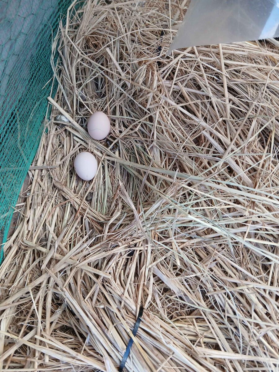 리노아 몰래 이름표붙은 닭들 올려야지_3.jpg