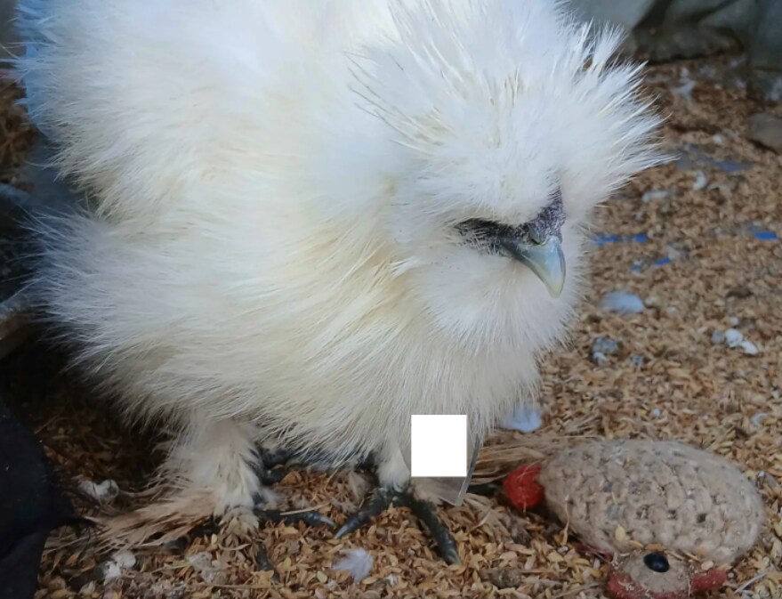 수녀님 몰래 이름표생긴 닭들 올리기_3.png