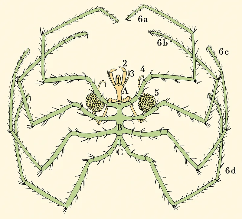 걸어다니는 내장_3.webp
