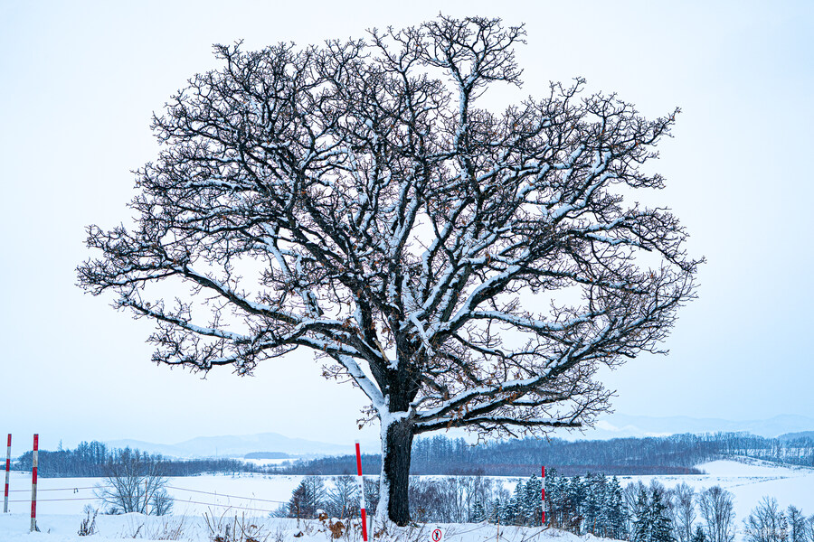 일본 북해도 4박5일 여행기 (스압주의)_200.jpg