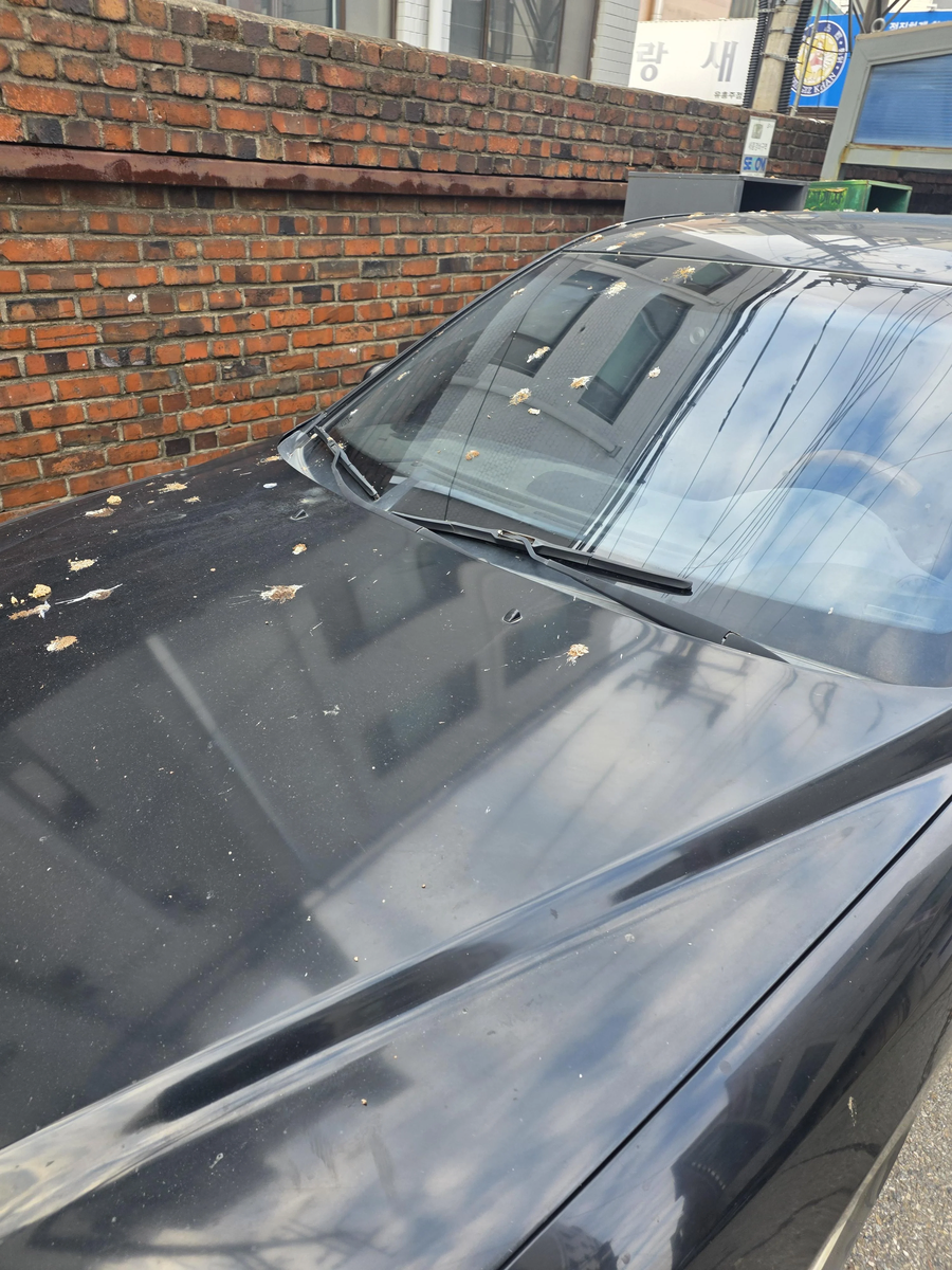 까마귀를 총으로 쏴 죽이고 싶다는 사람.JPG_5.webp