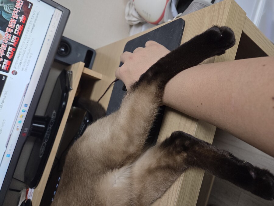 고양이 집사는 고양이 베개가 아니야!!!_1.jpg