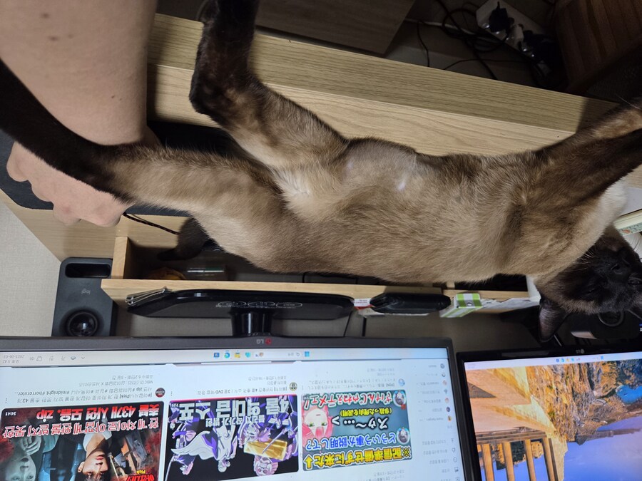 고양이 집사는 고양이 베개가 아니야!!!_3.jpg