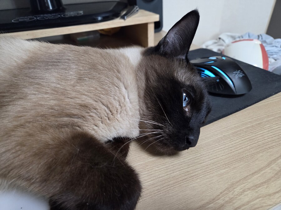 고양이 집사는 고양이 베개가 아니야!!!_9.jpg