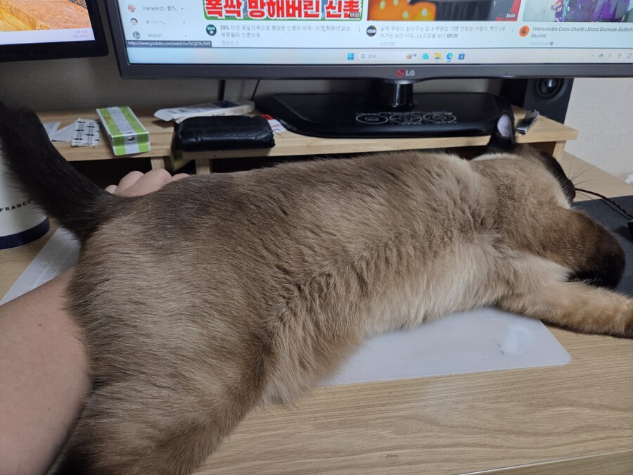 고양이 집사는 고양이 베개가 아니야!!!_10.jpg