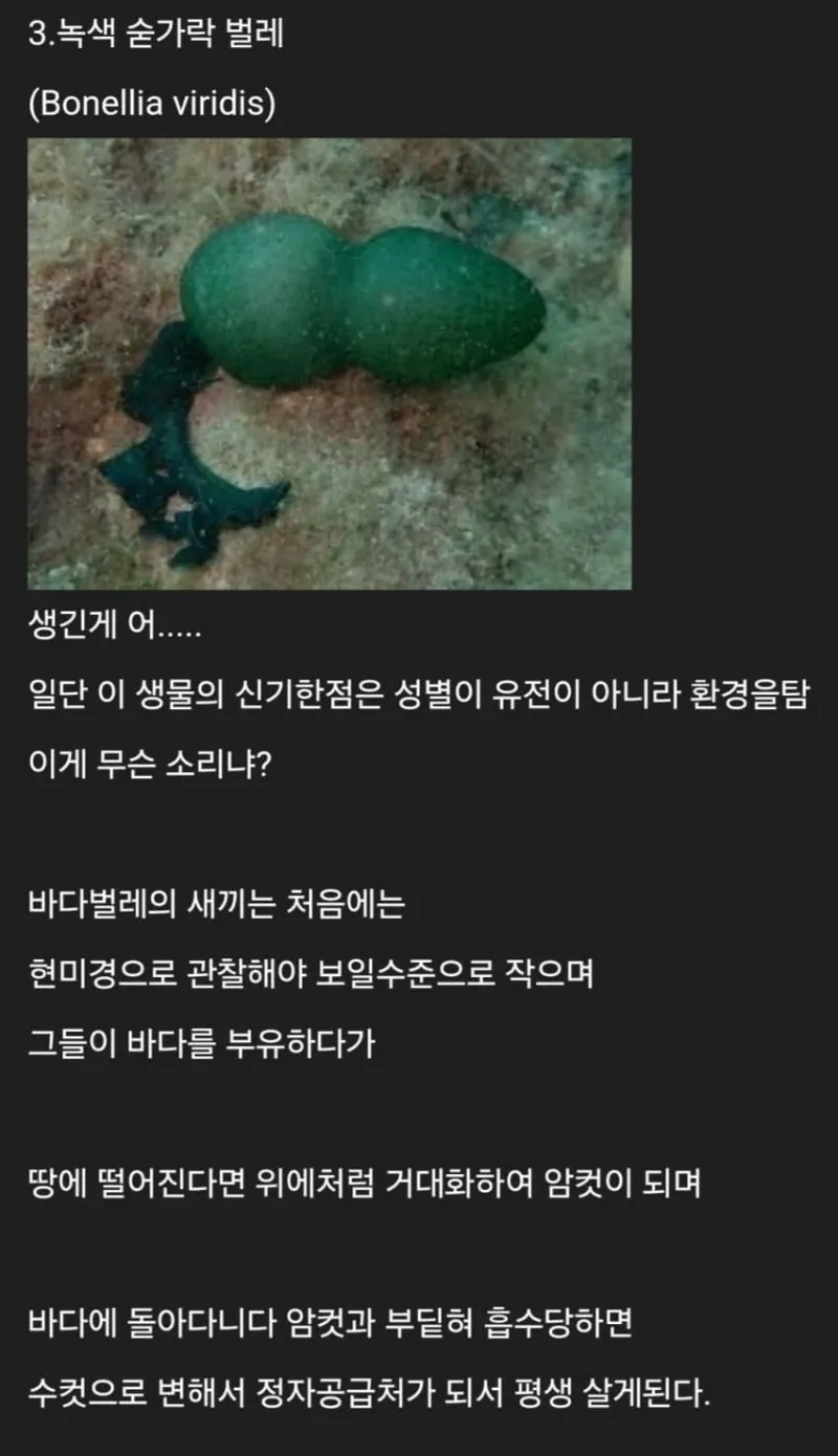 세계에 존재하는 신기한 생물들_4.webp