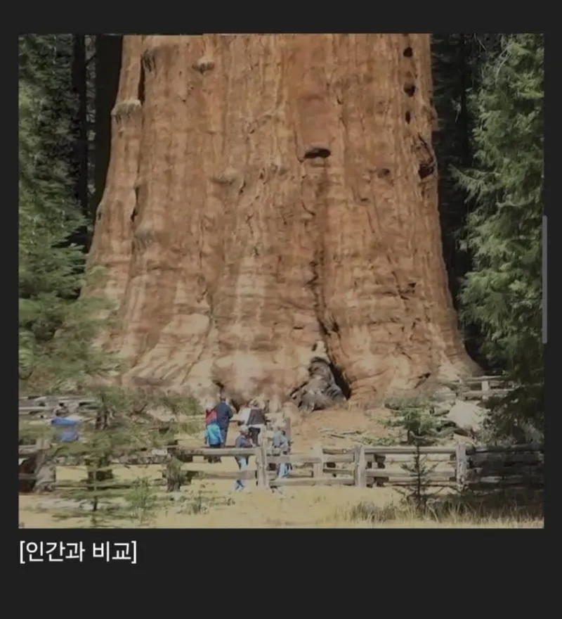 세계에 존재하는 신기한 생물들_10.webp