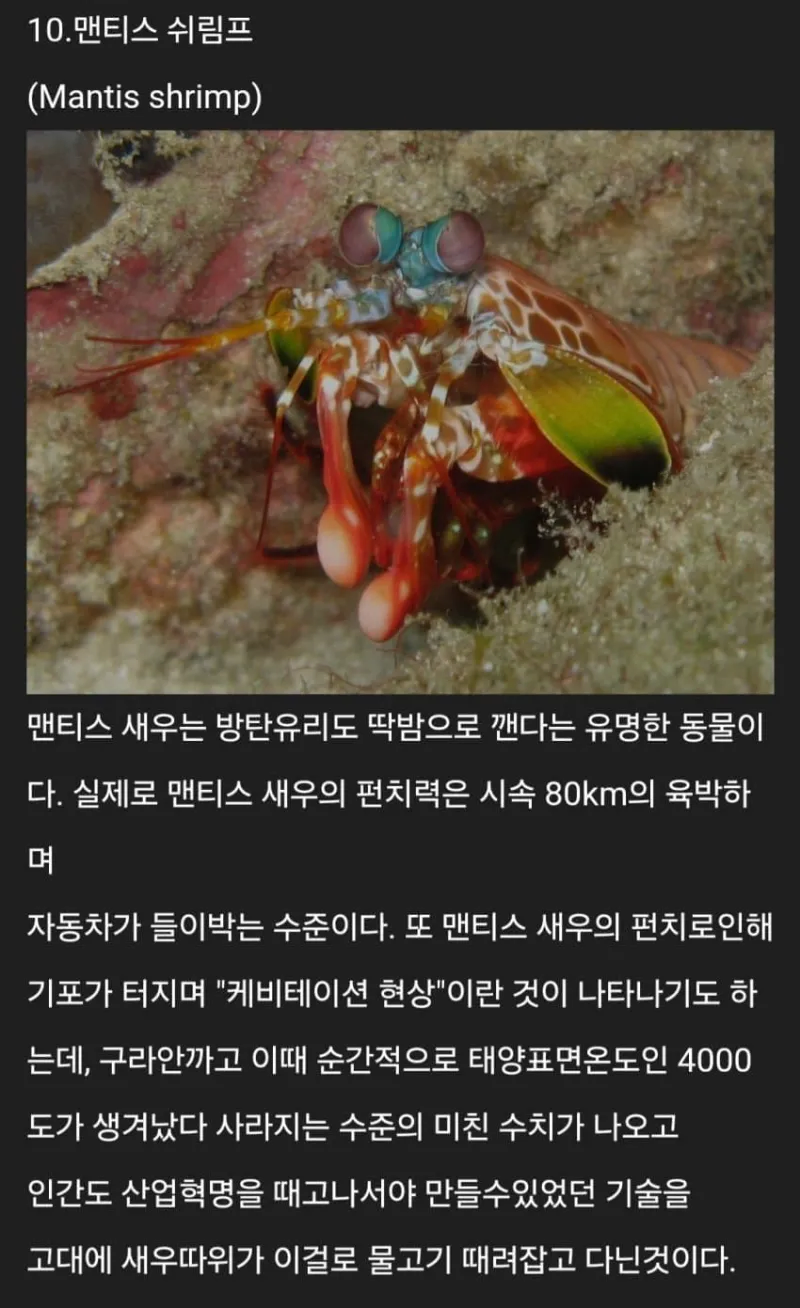 세계에 존재하는 신기한 생물들_17.webp