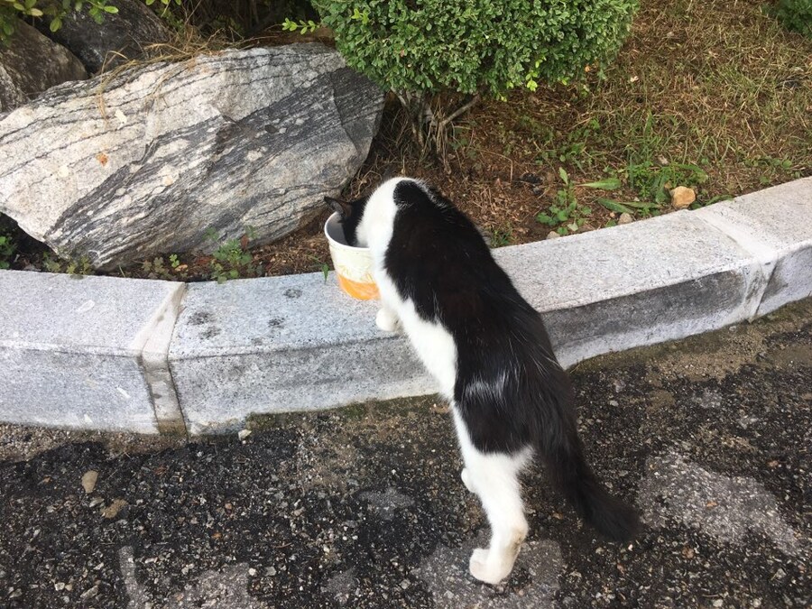 키우던 고양이가 무지개다리를 건넜습니다.._1.jpg