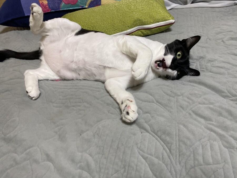 키우던 고양이가 무지개다리를 건넜습니다.._6.jpg