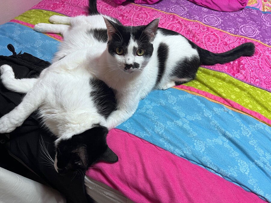 키우던 고양이가 무지개다리를 건넜습니다.._7.jpg