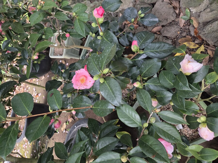 제주도 3박 4일 패키지 여행 다녀왔습니다._11.jpg