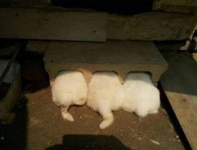 겁먹은 강아지들_1.jpg