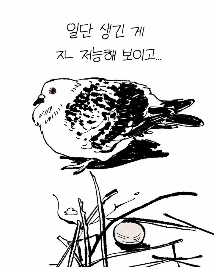 비둘기가 귀여운 만화_3.jpg