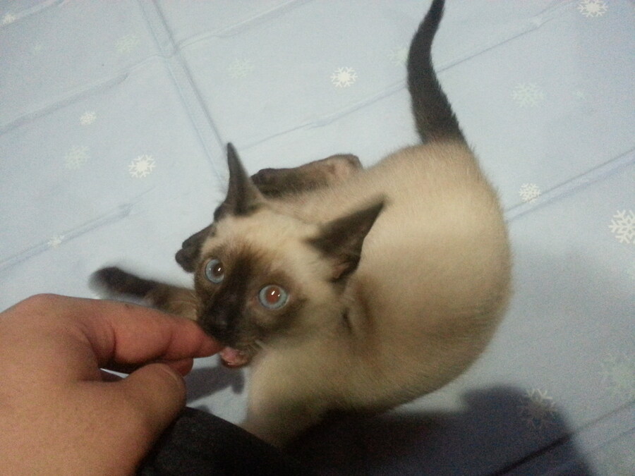 우리집 주인님 고양이별로 돌아 갔다._1.jpg