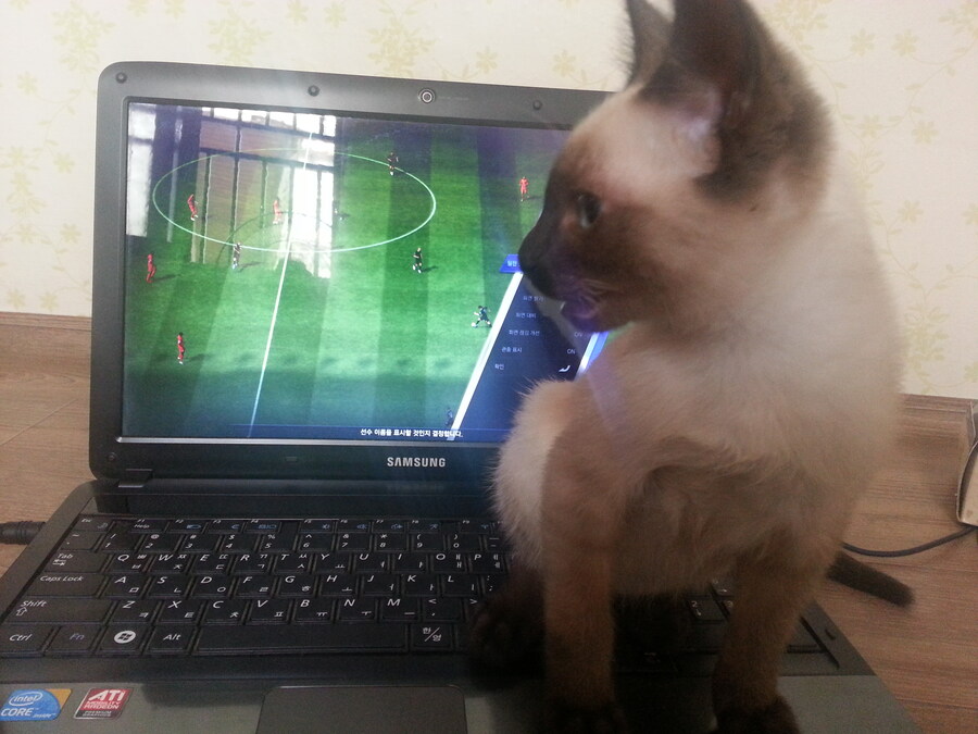 우리집 주인님 고양이별로 돌아 갔다._3.jpg