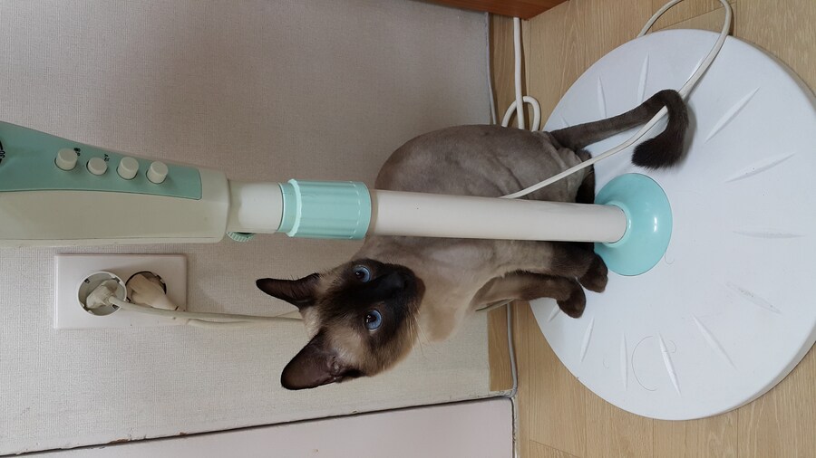 우리집 주인님 고양이별로 돌아 갔다._9.jpg