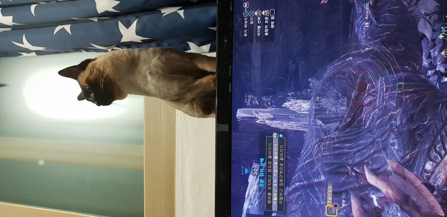 우리집 주인님 고양이별로 돌아 갔다._11.jpg